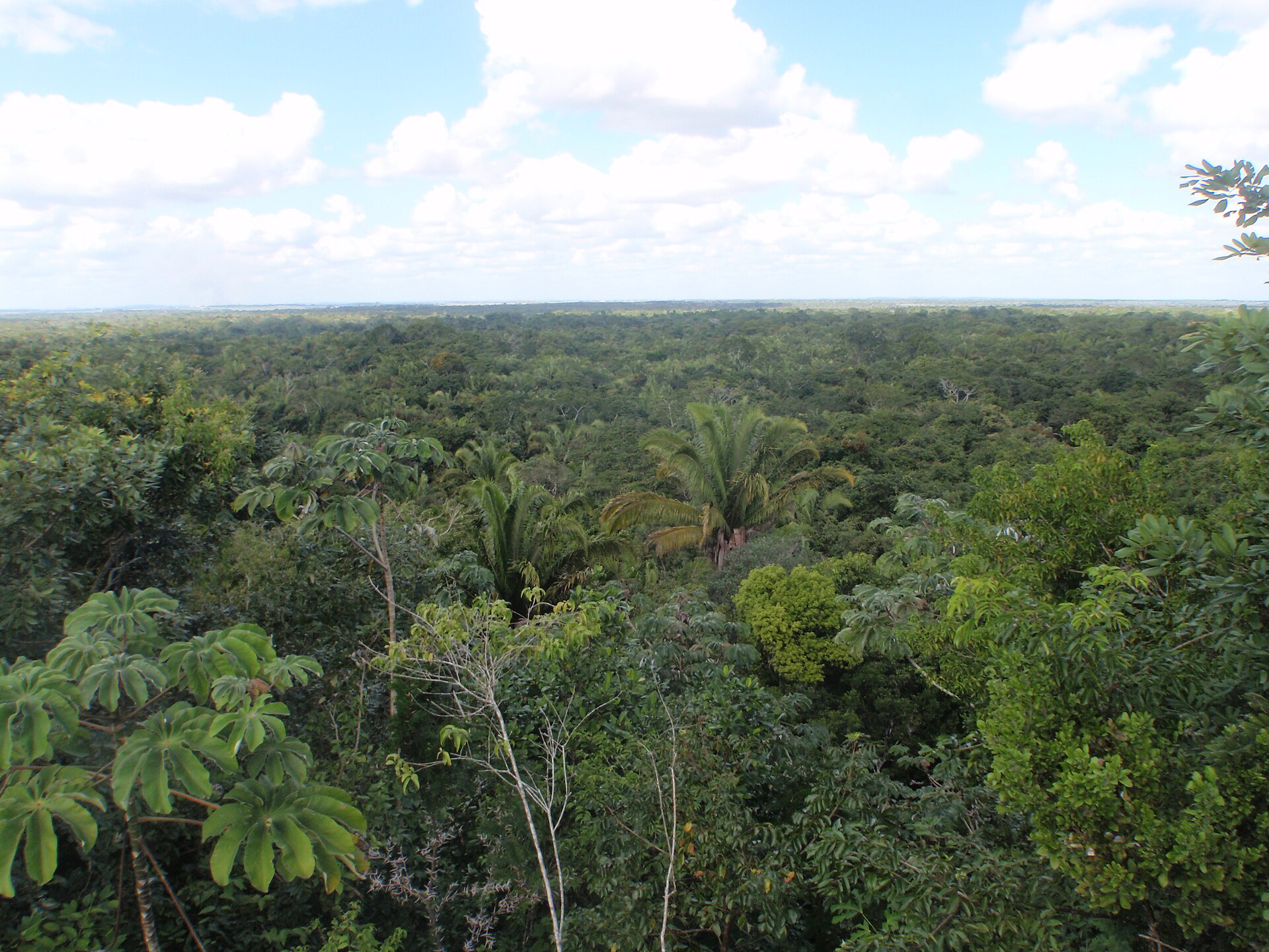 Jungle zip line canopy adventure in Belize rainforest on a cruise passenger shore excursion from Belize City